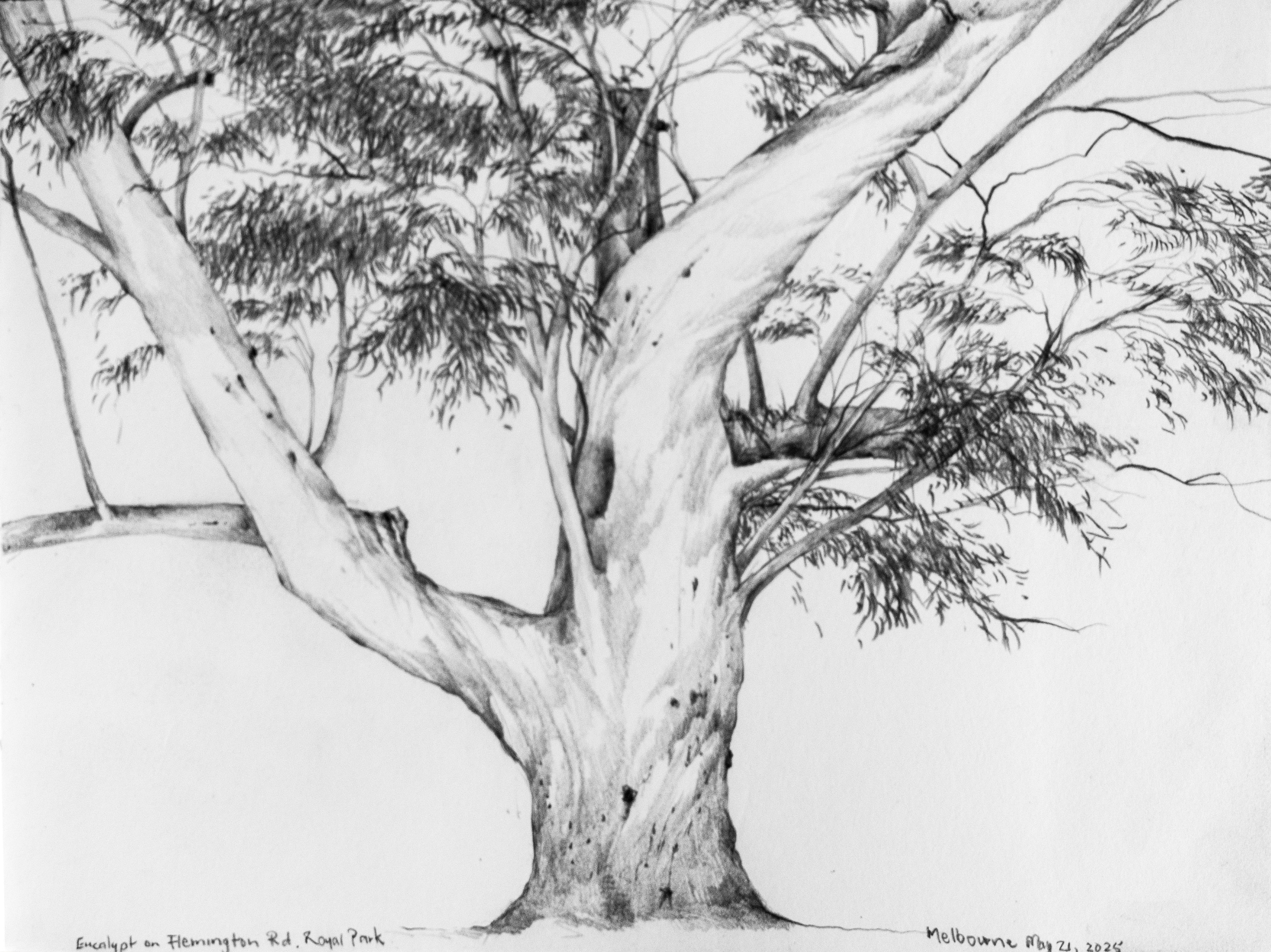 large eucalyptus tree in royal park