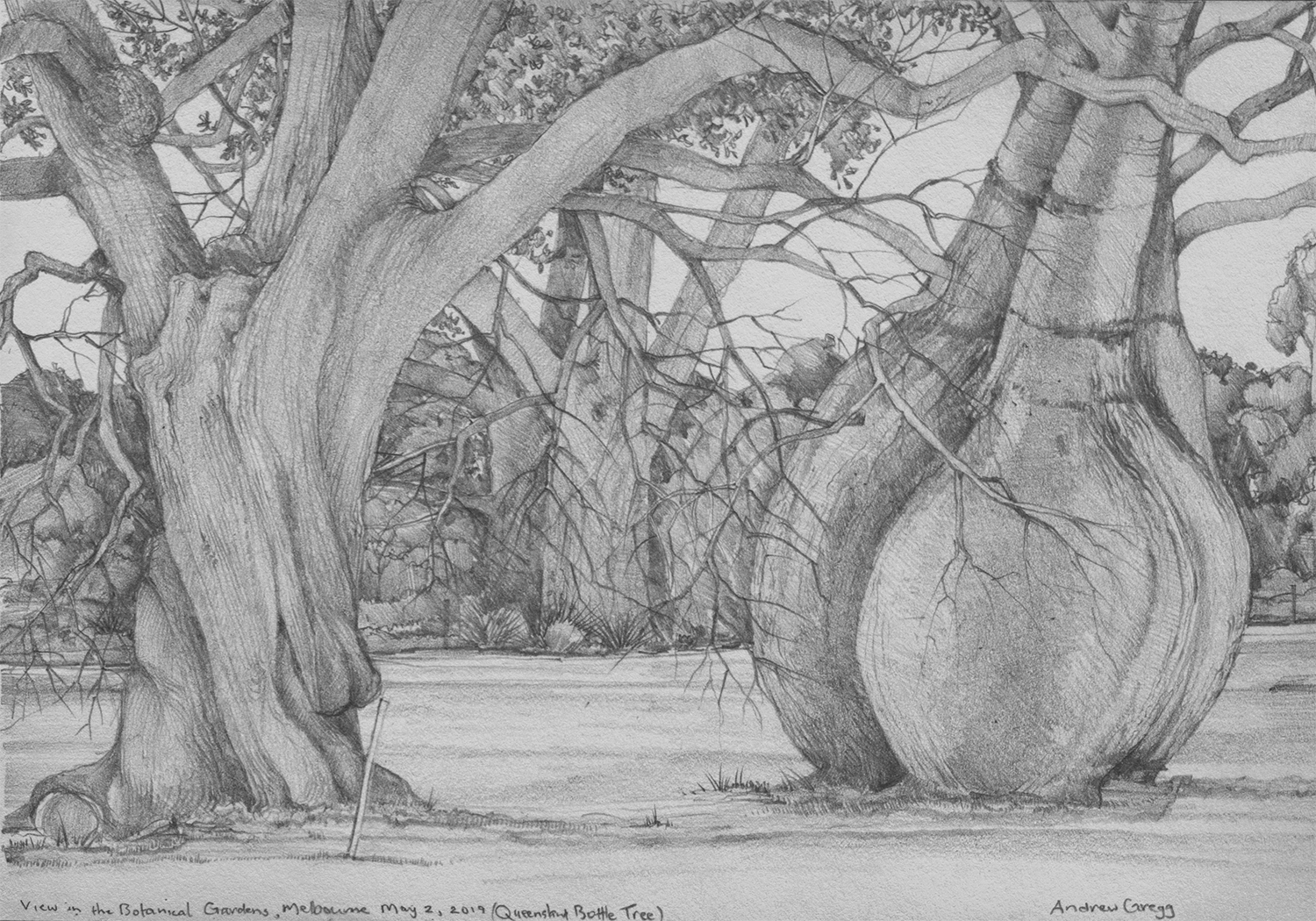 drawing of large bottle tree