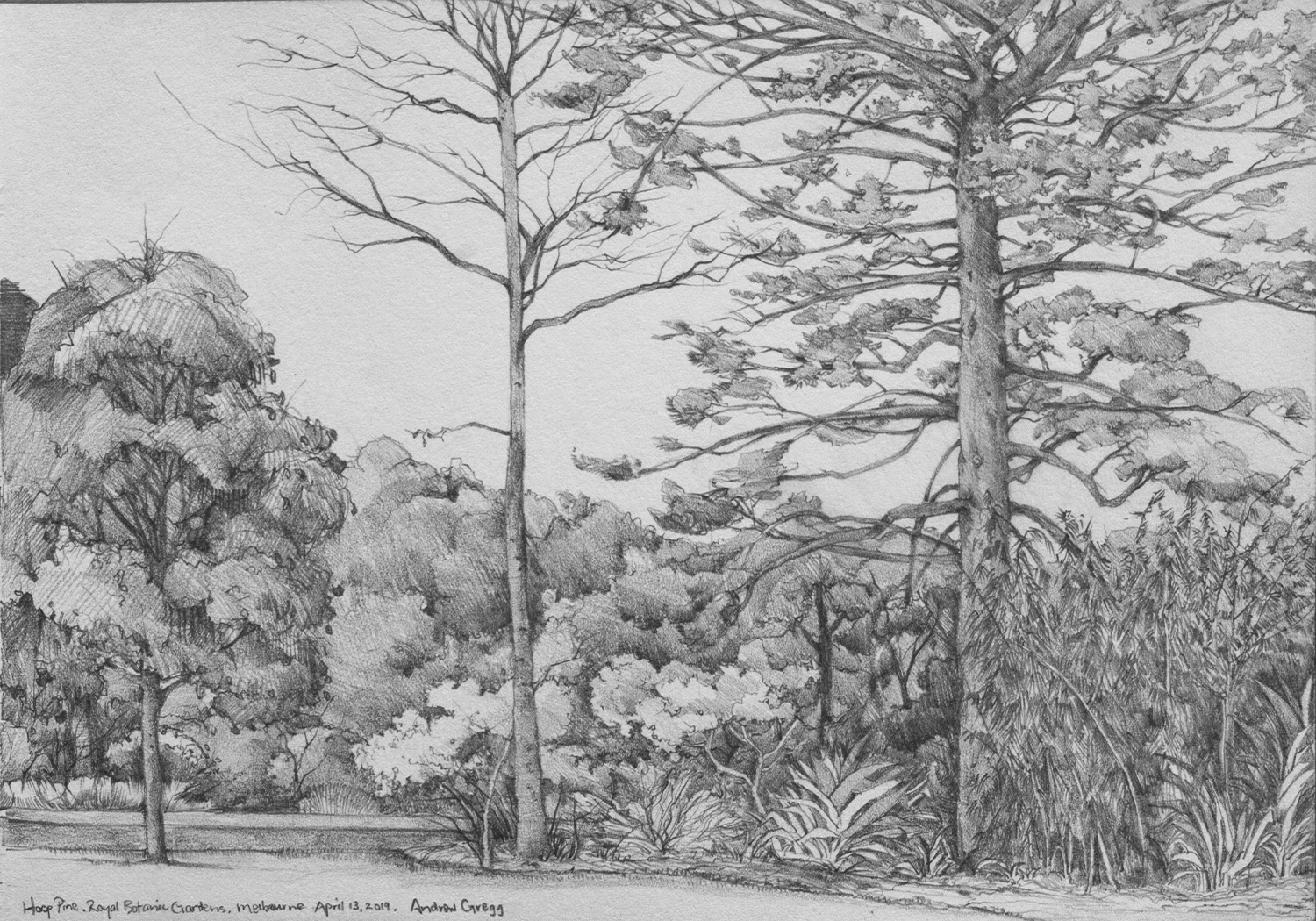 drawing of bush and  2 tall trees