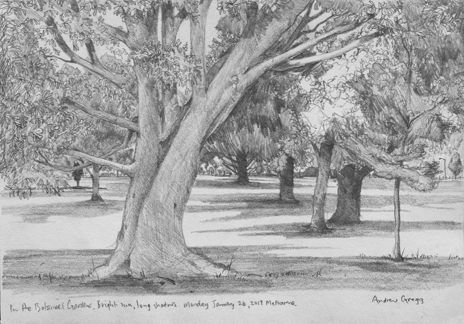 drawing of large solo  curving tree with background