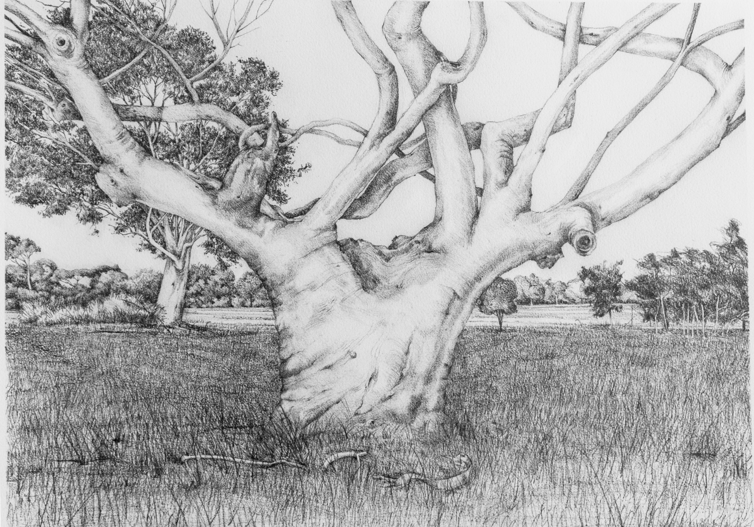 drawing of large eucalyptus tree