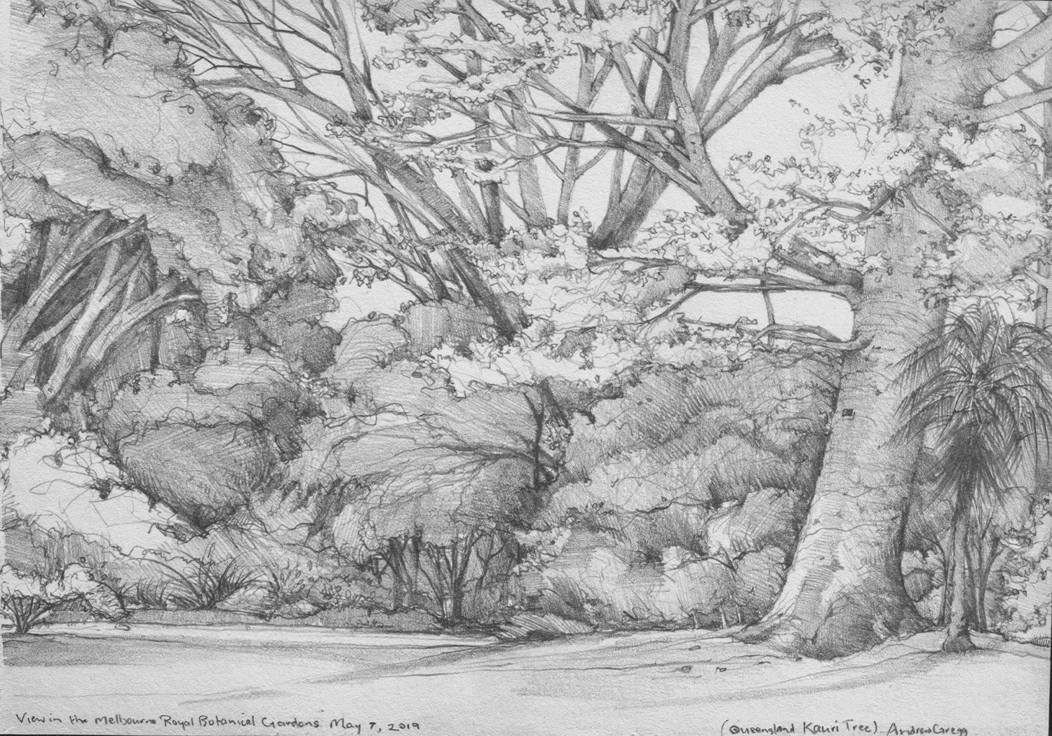 drawing of bush and trees