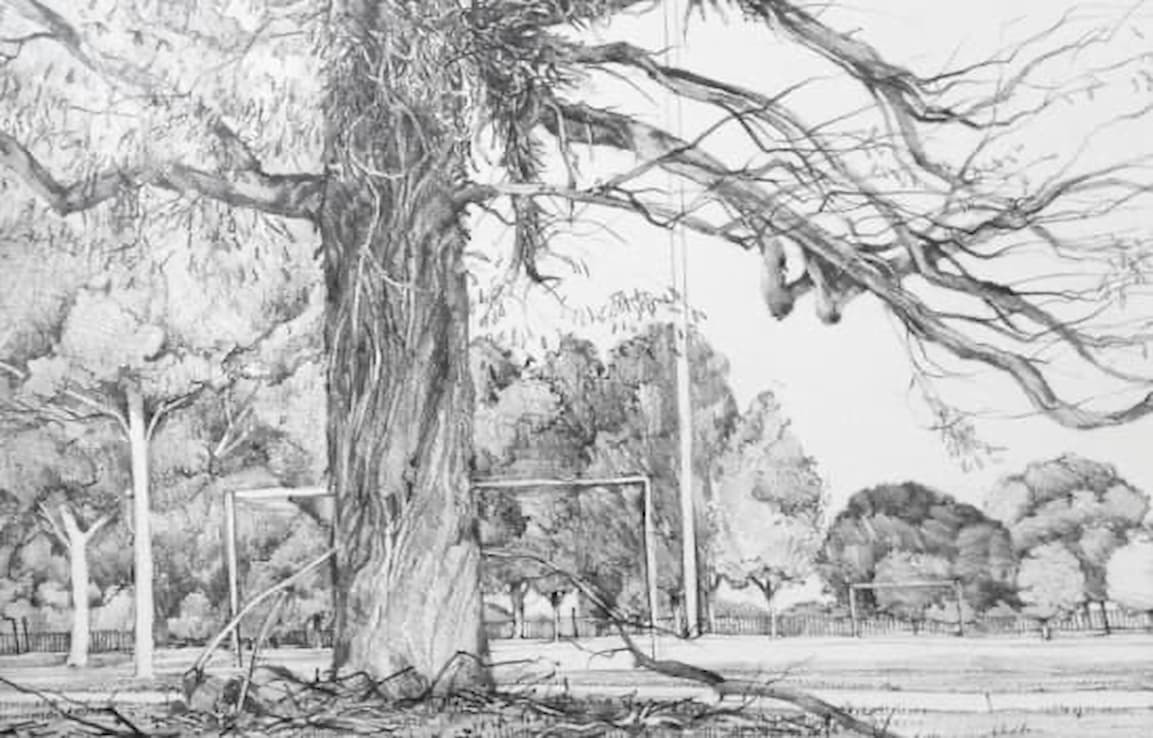 drawing of solo shedding bark tree