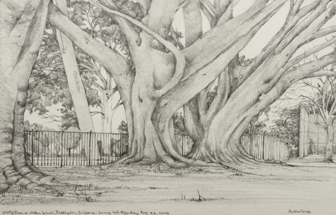 drawing of large morten bay fig