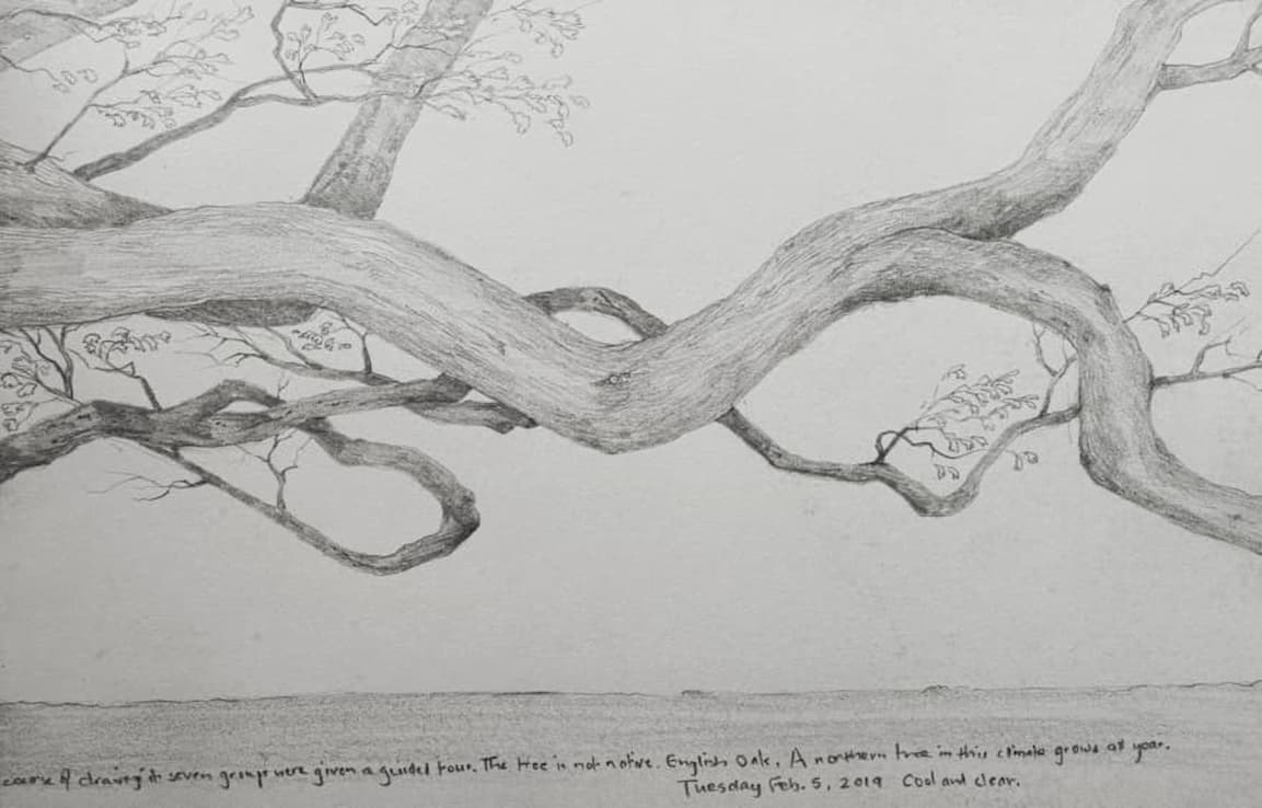 drawing of large tree branches
