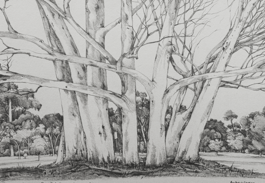 drawing of large solo tree but many trunks