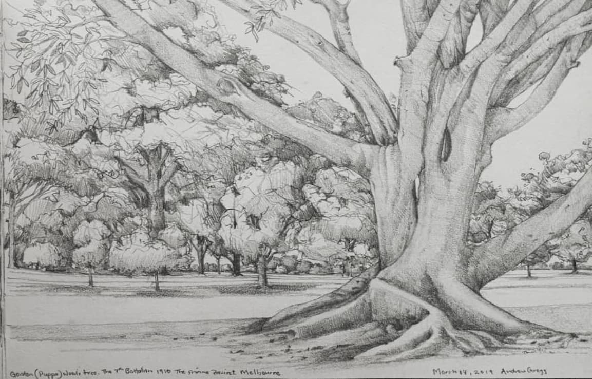 drawing of large solo fig tree with background