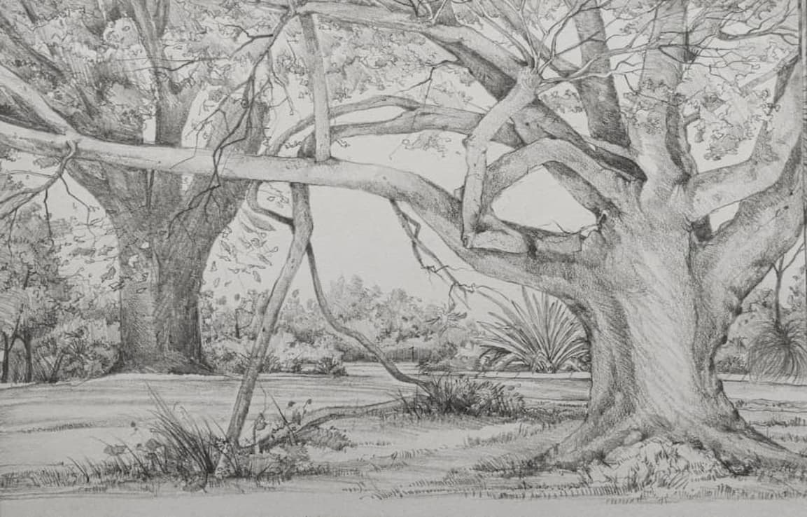 drawing of two large narly trees