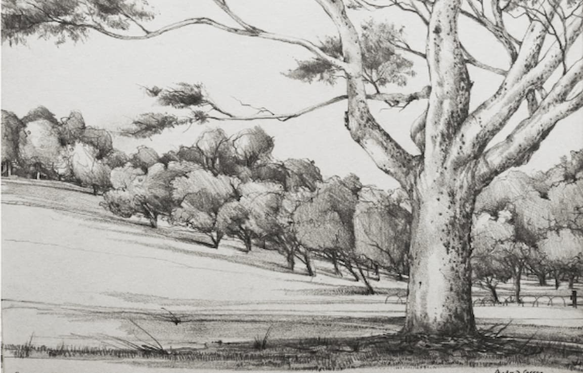 drawing of view uphill, trees, bushes