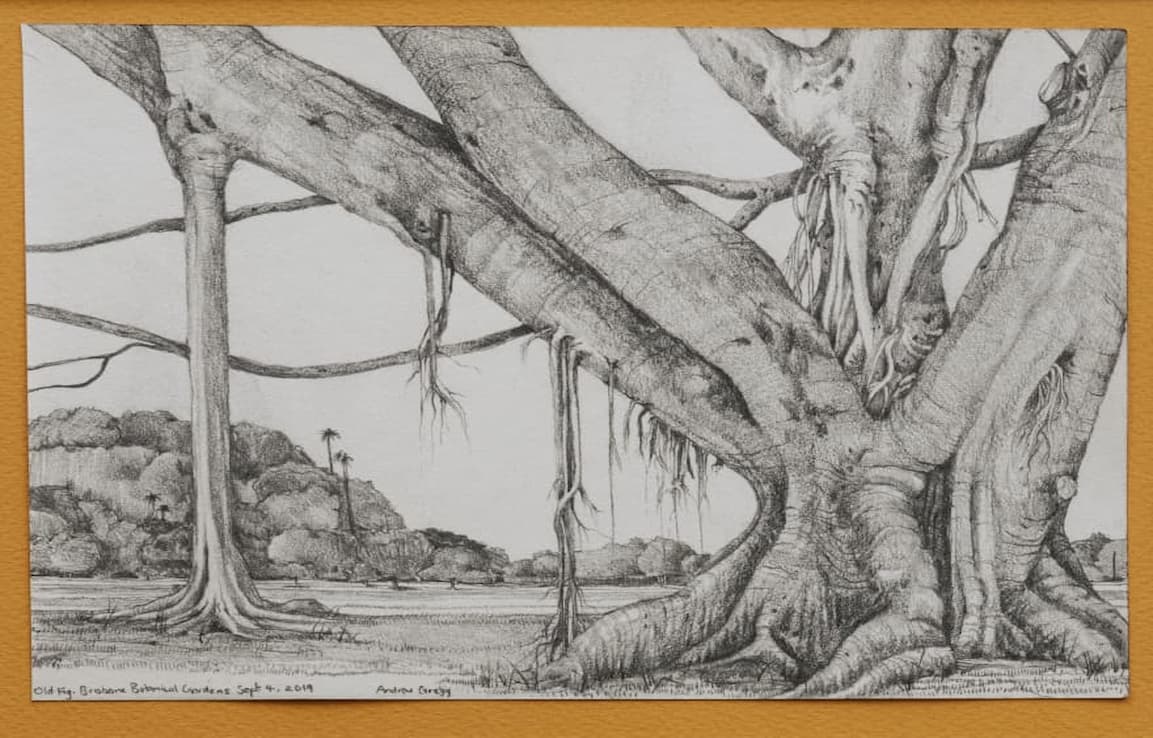 drawing of large fig tree