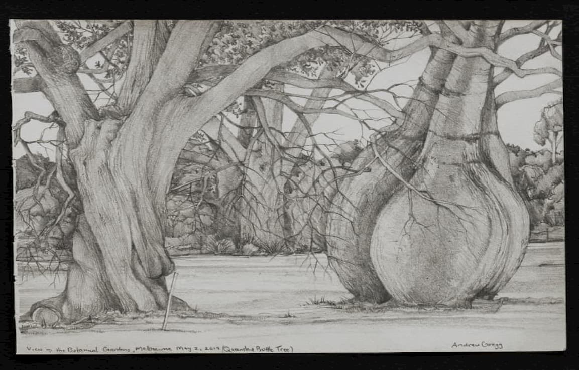 drawing of large bottle tree