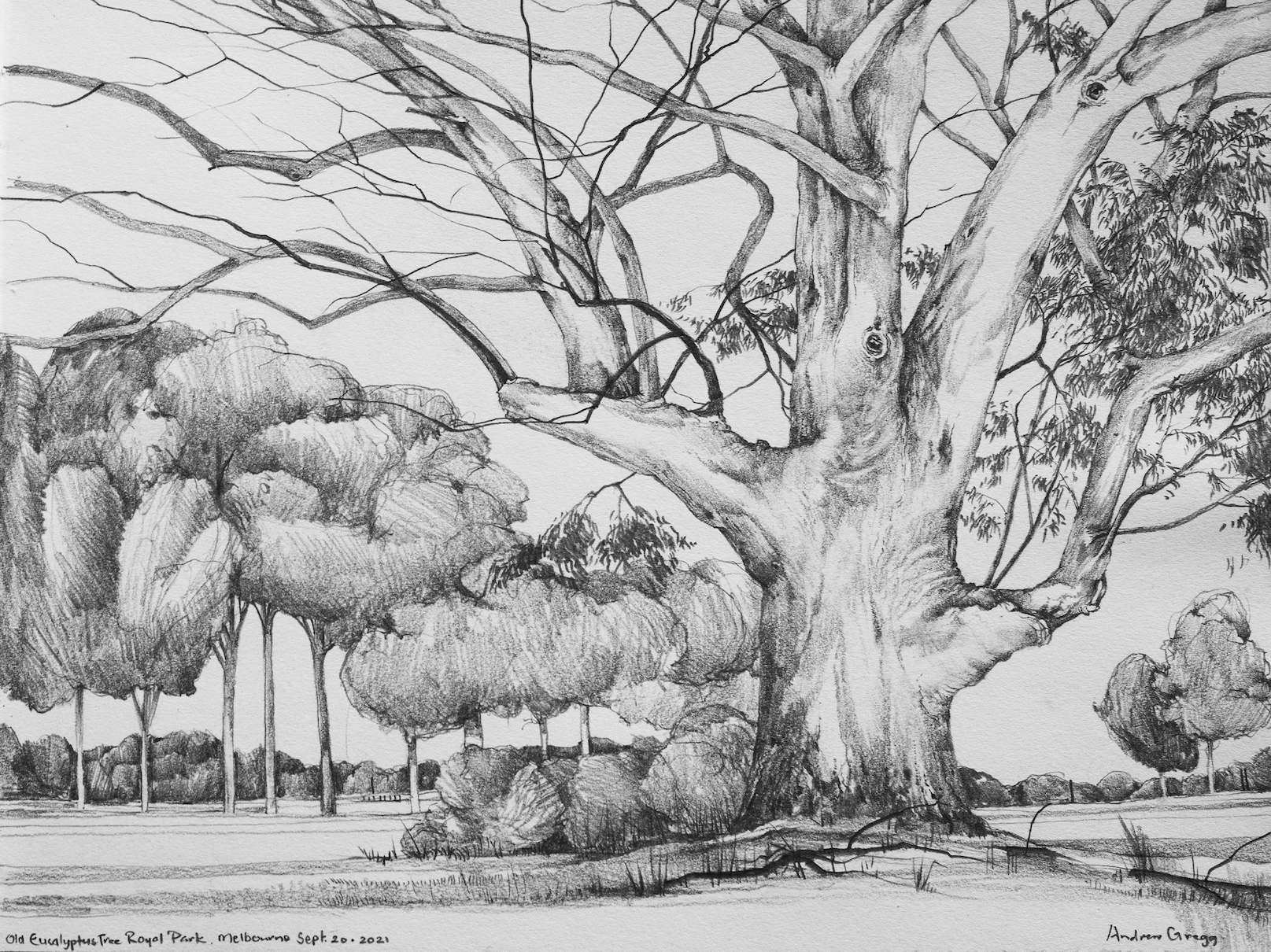 large eucalyptus tree in royal park