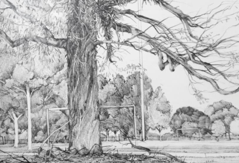 drawing of a tree in Flemington Melbourne